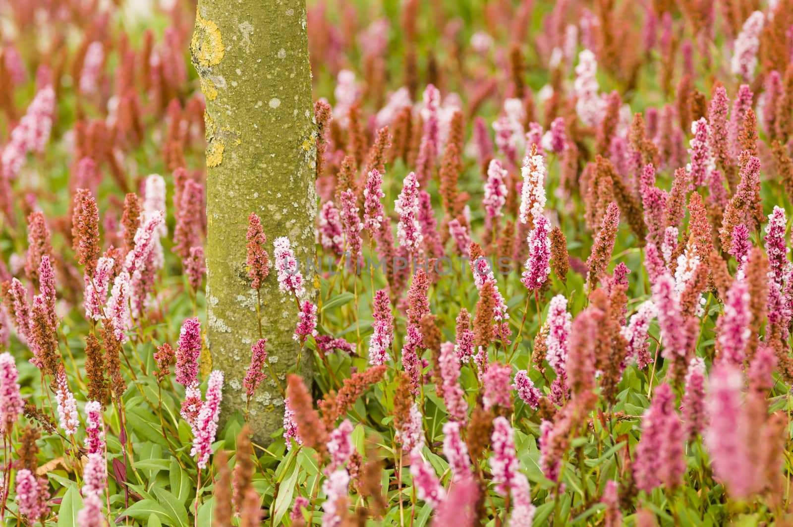 Plantain pink flowers, Plantago plants.