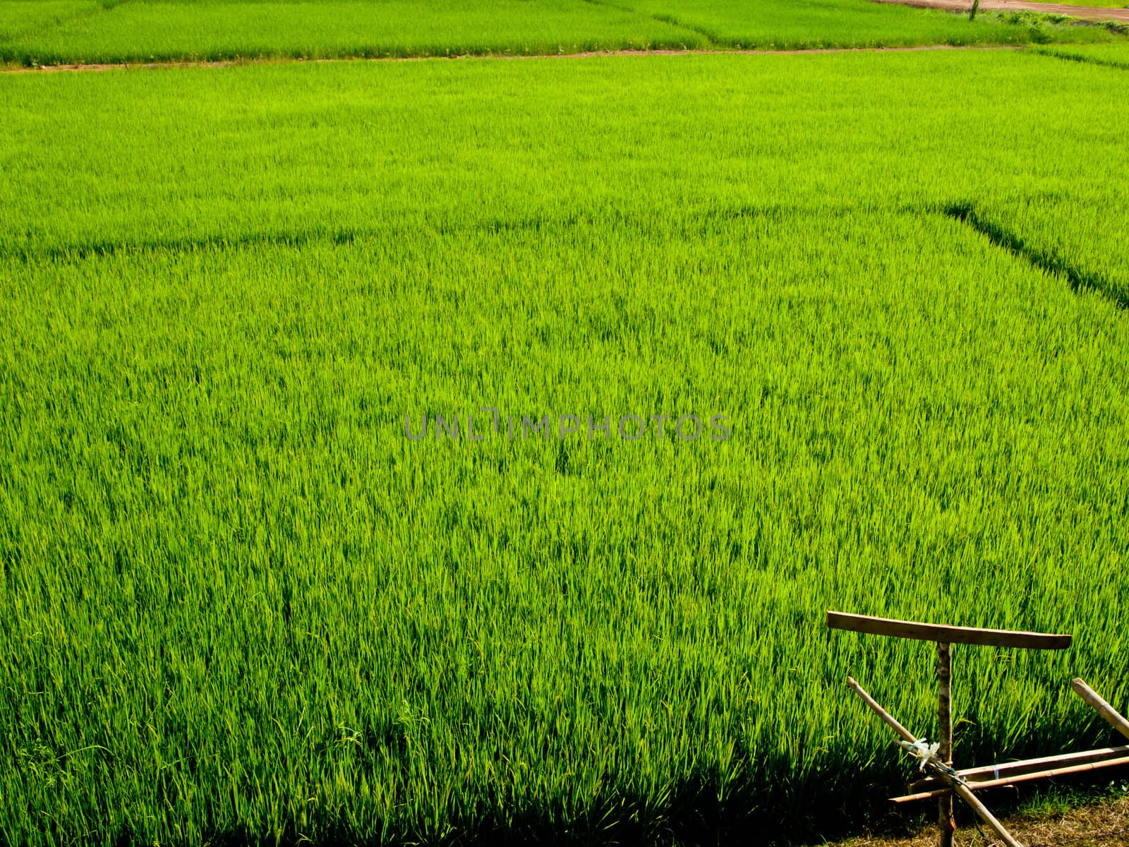 Green rice field1 by gjeerawut