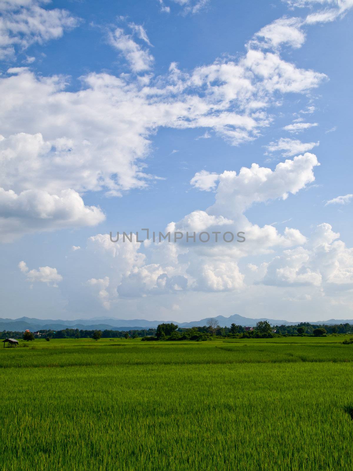 Rice field with blue sky by gjeerawut