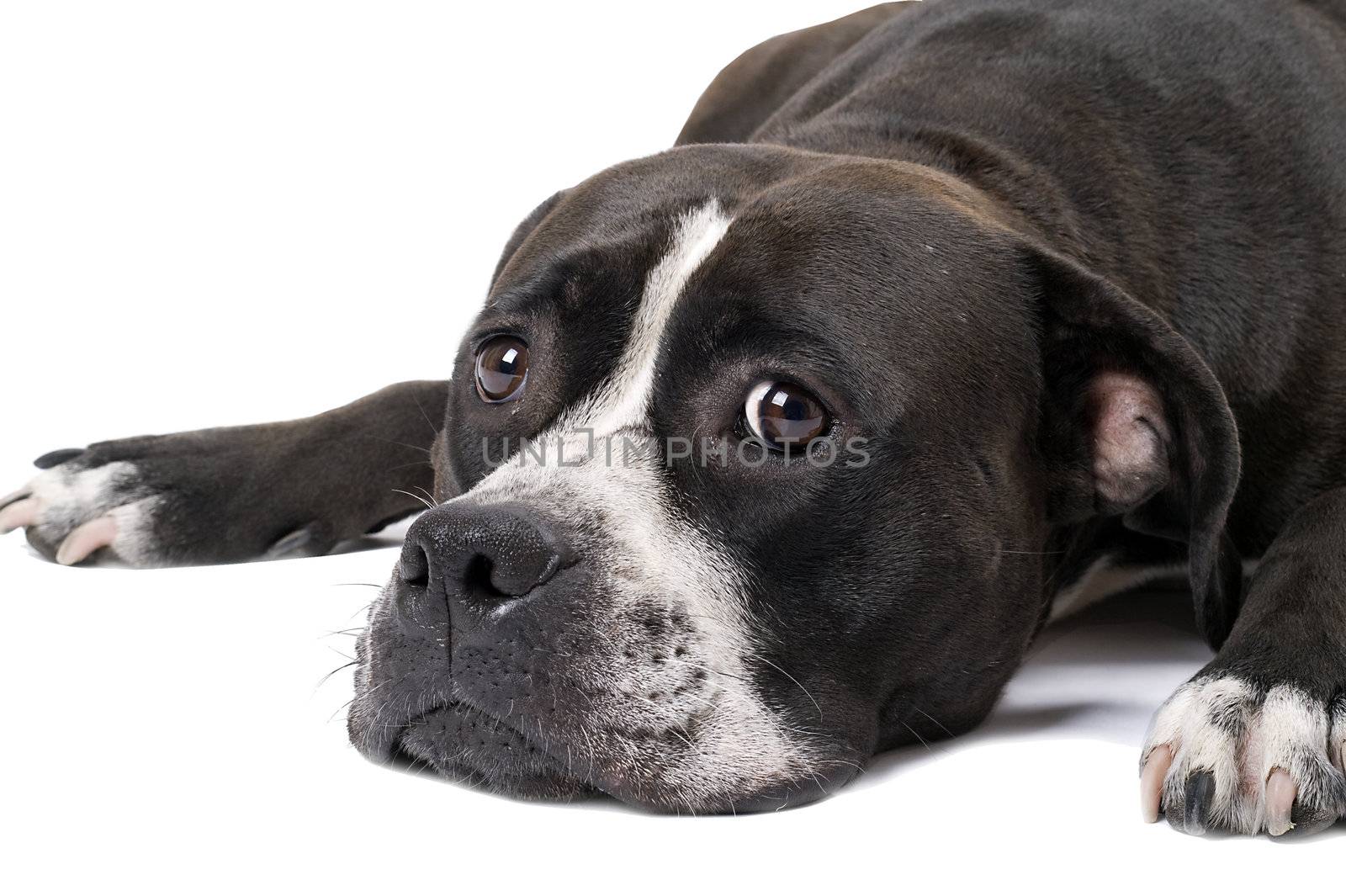 Portrait of the american staffordshire terrier. Isolated 2