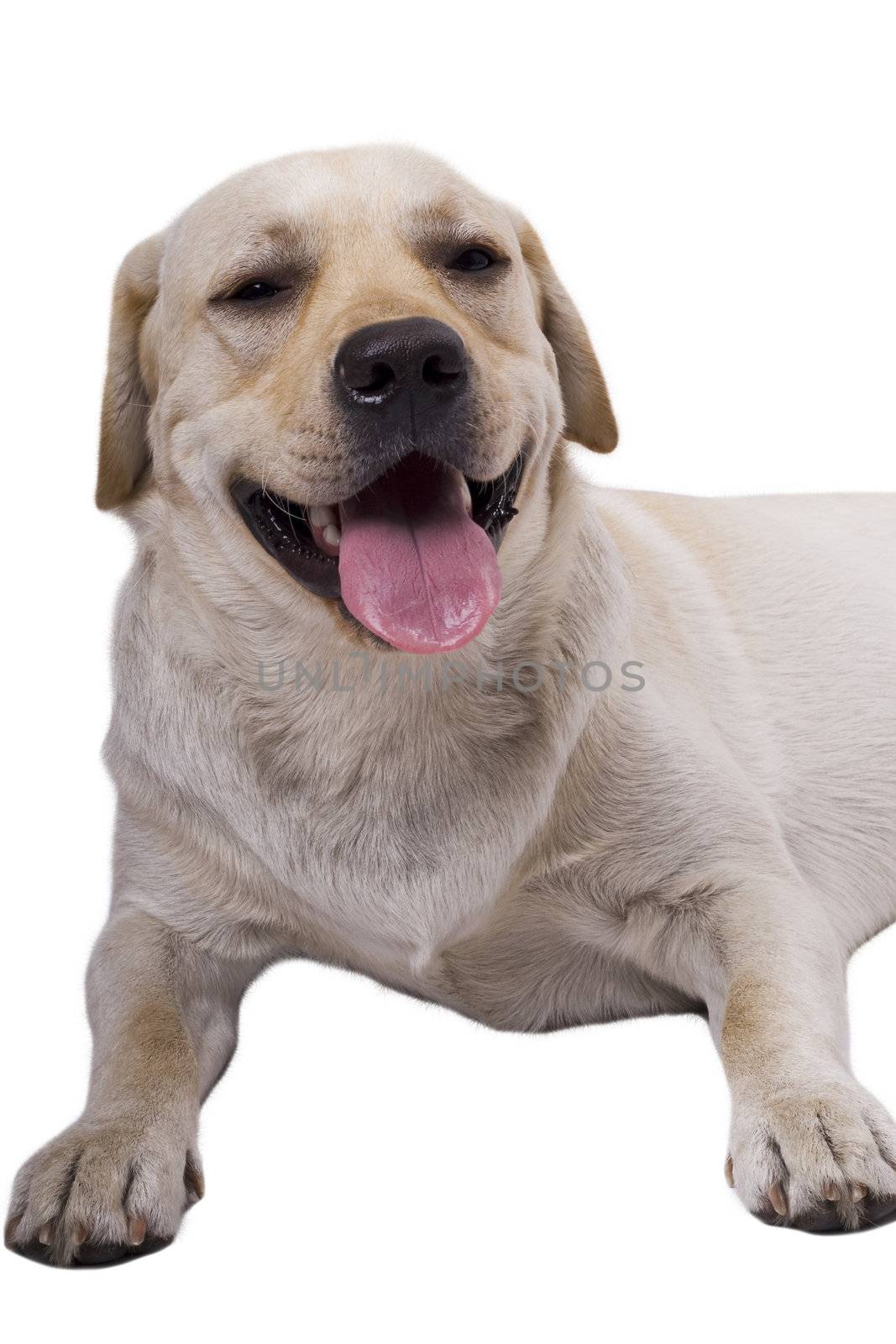 portrait of the white caucasian sheep dog. Isolated on white