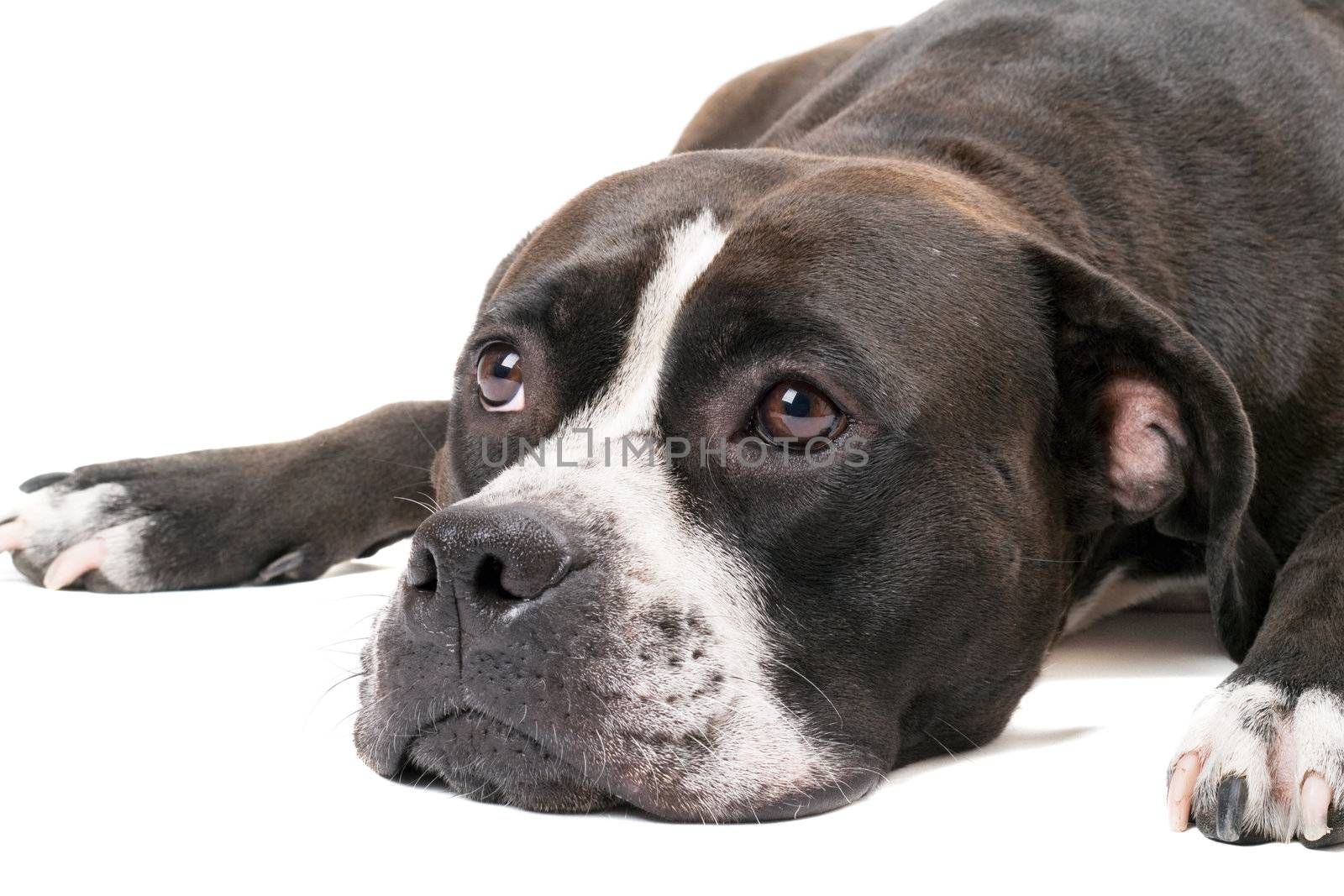 Portrait of the american staffordshire terrier. Isolated on white
