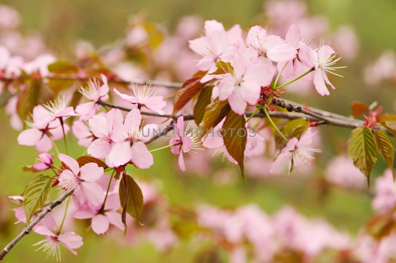 Sakura spring blossoms with shallow depth of field