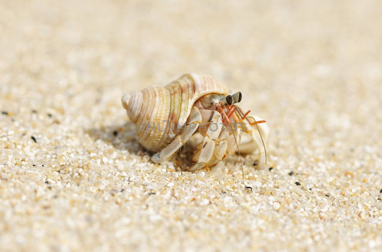 Hermit Crab on a beach in Andaman Sea