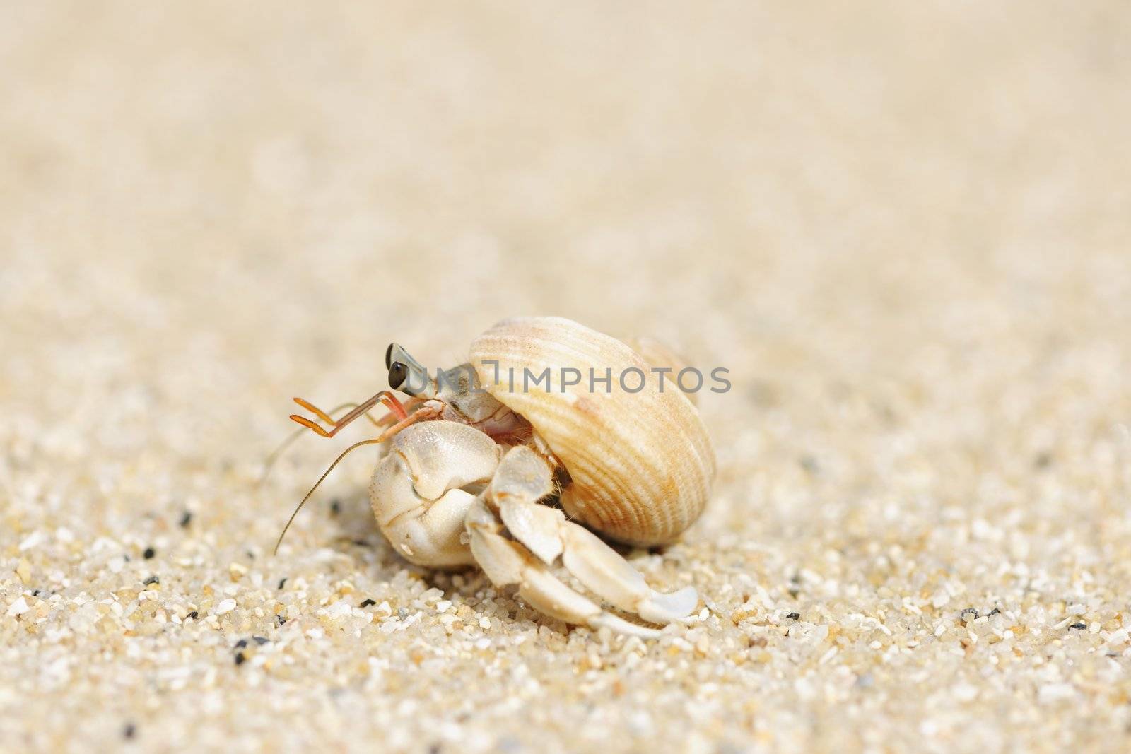 Hermit Crab on a beach in Andaman Sea