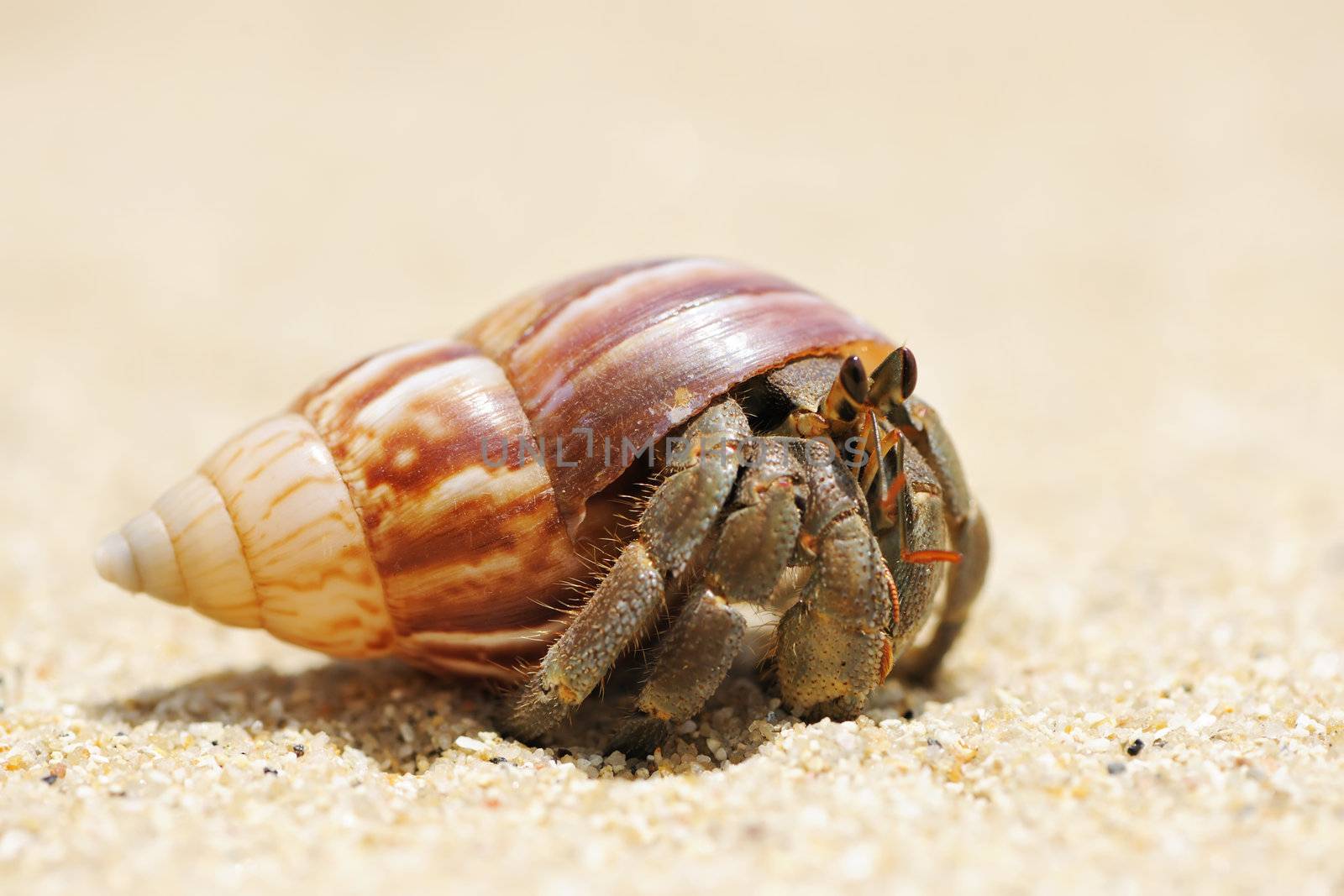 Hermit Crab on a beach in Andaman Sea