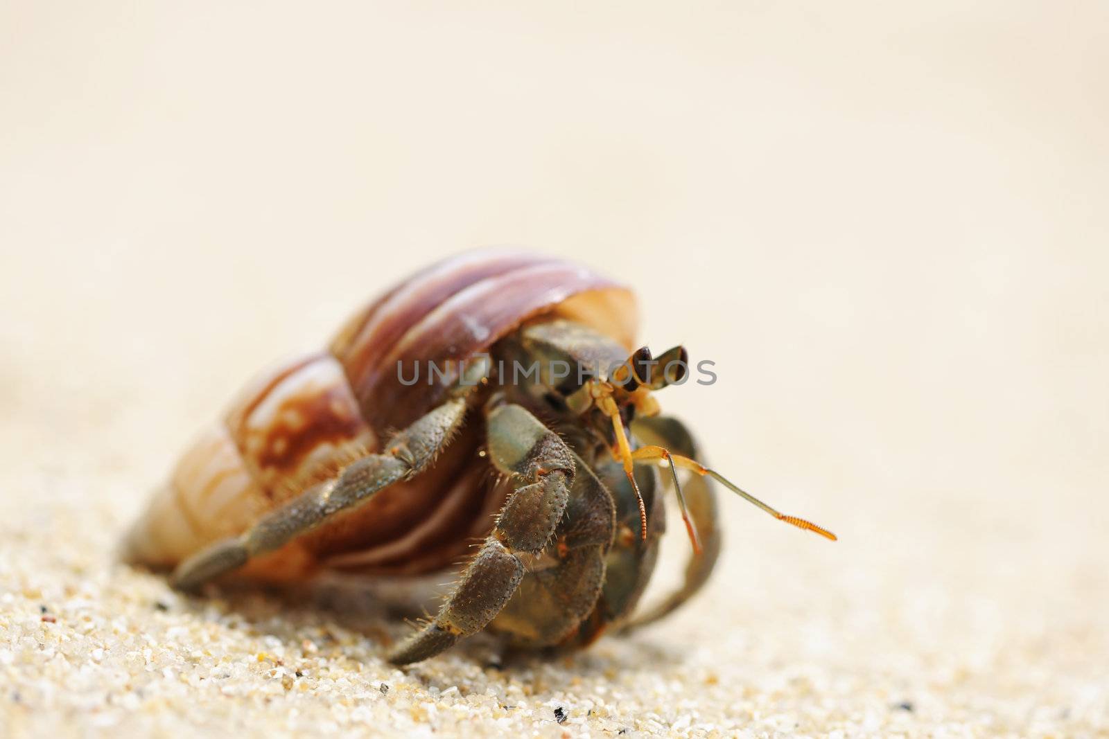 Hermit Crab on a beach in Andaman Sea