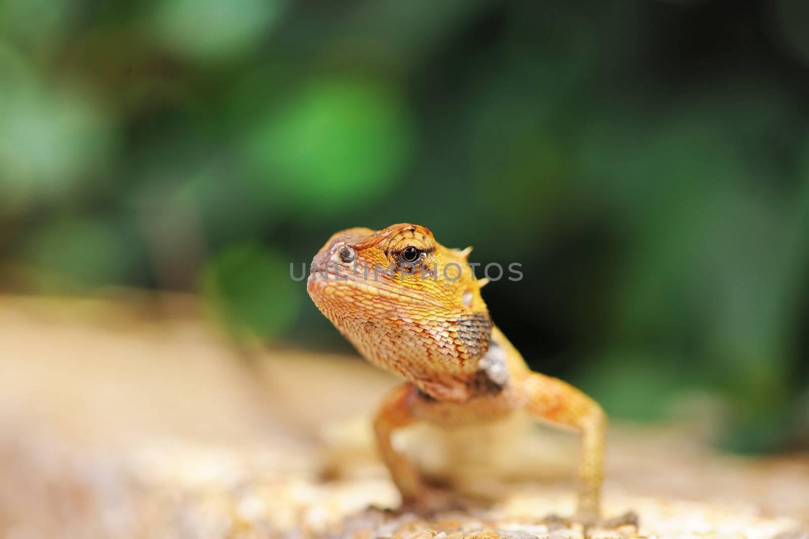 Wild lizard in Thailand close-up
