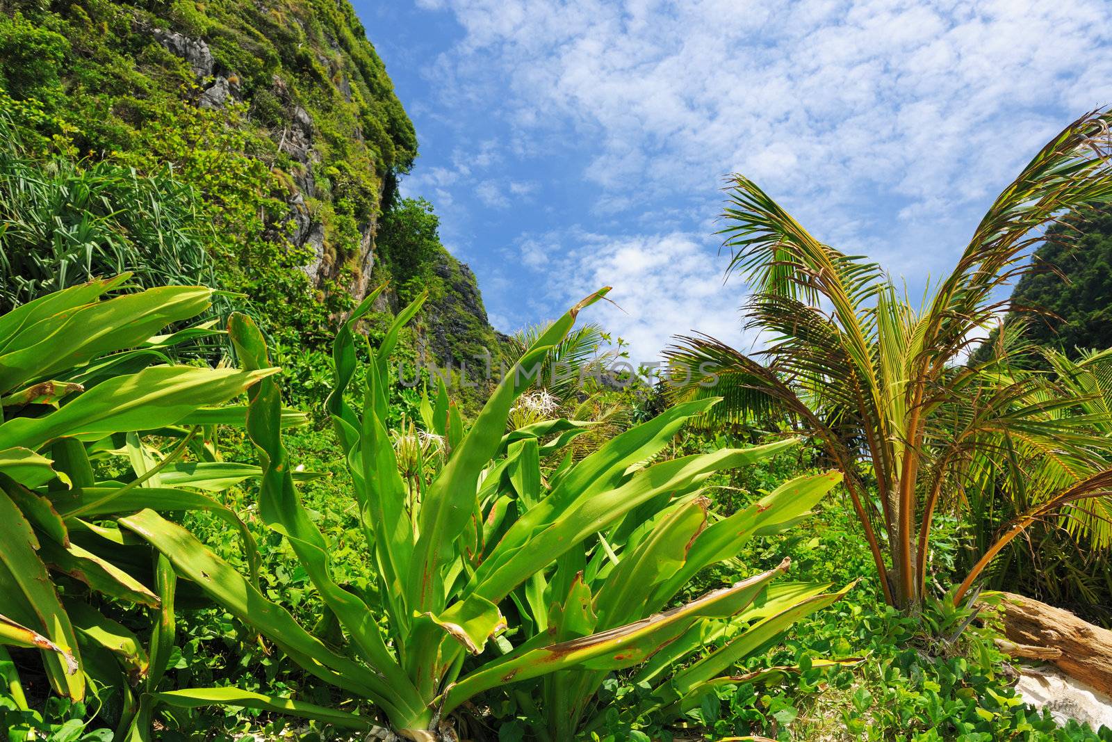 Beautiful tropical nature at  Phi Phi Ley island, the exact place where "The Beach" movie was filmed 