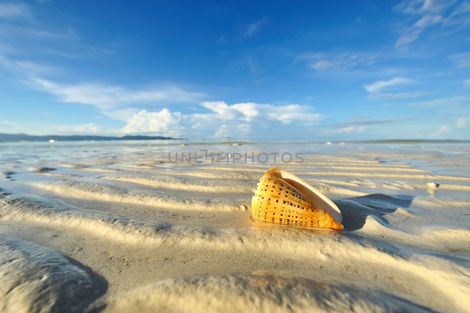 Shell on a beach at low tide