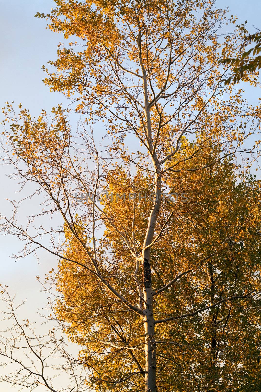 Autumn tree with the turned yellow leaves