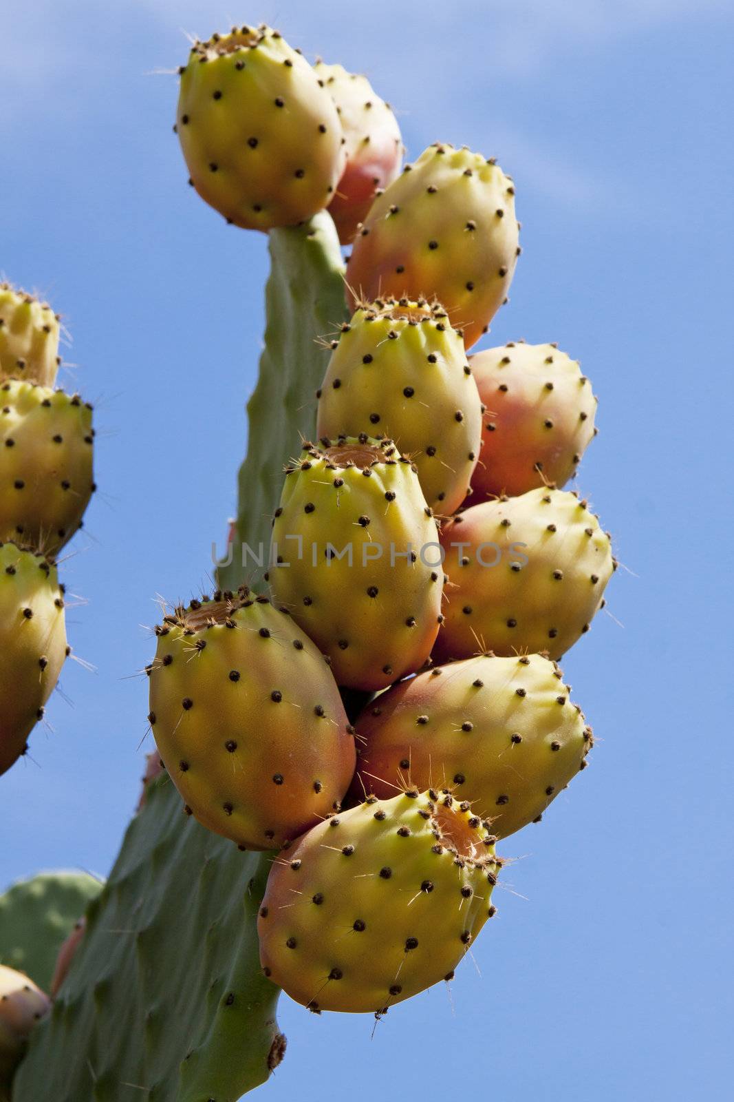 fresh tasty prickly pear on tree outside in summer mediterranean 