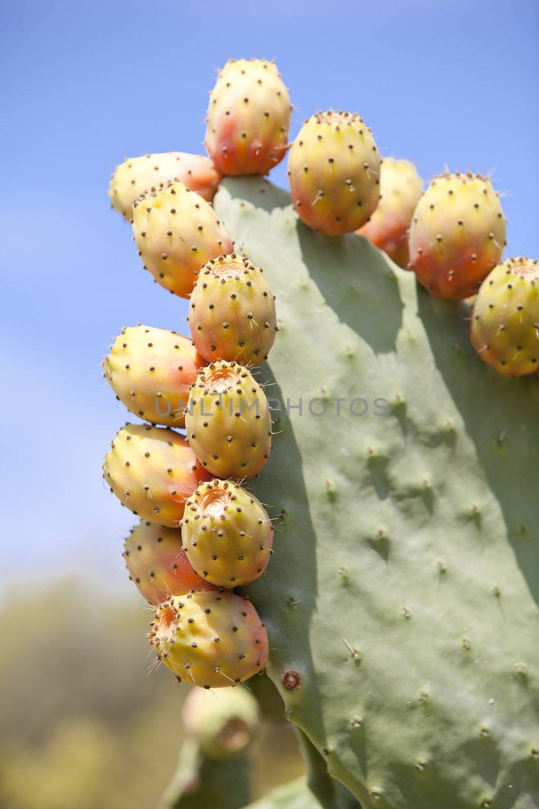 fresh tasty prickly pear on tree outside in summer mediterranean 