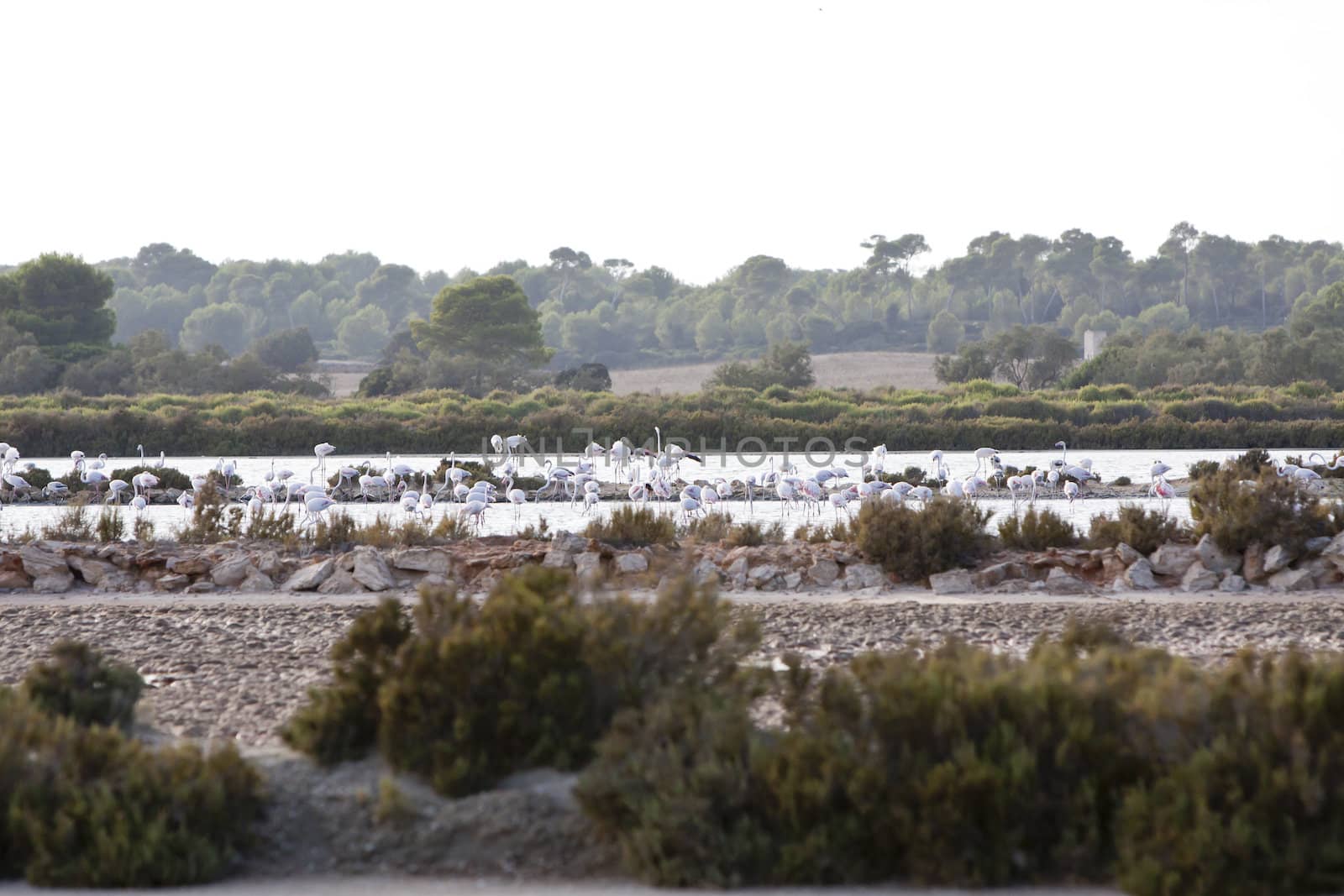 wild flamingos traveling mediterranean salinas in summer by juniart