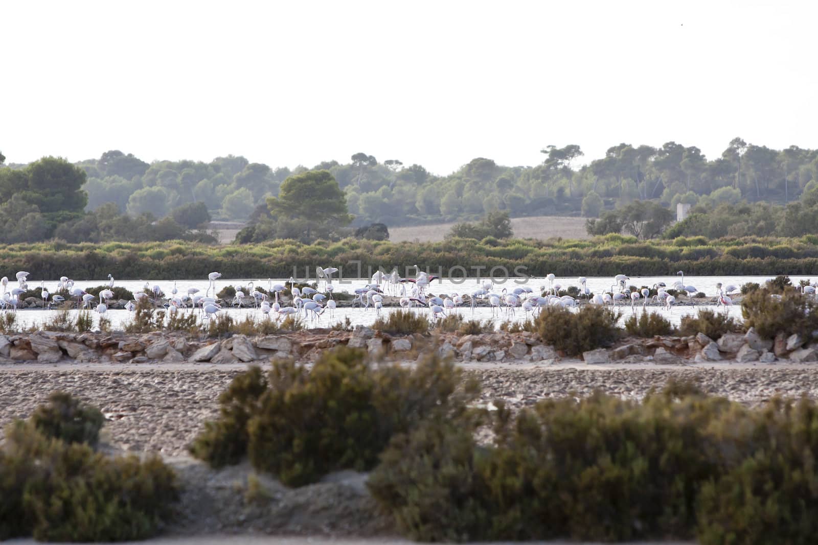 wild flamingos traveling mediterranean salinas mallorca ballearic stay