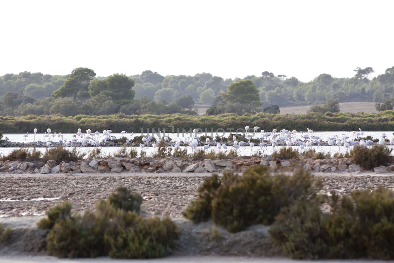 wild flamingos traveling mediterranean salinas in summer by juniart