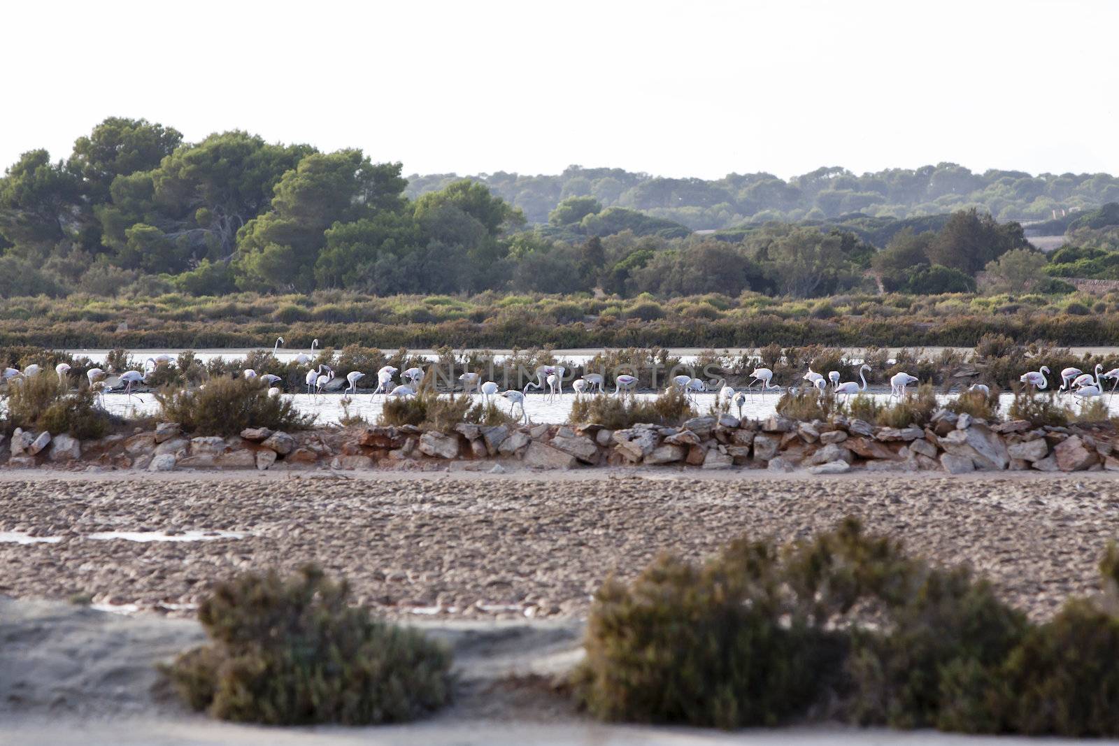 wild flamingos traveling mediterranean salinas mallorca ballearic stay