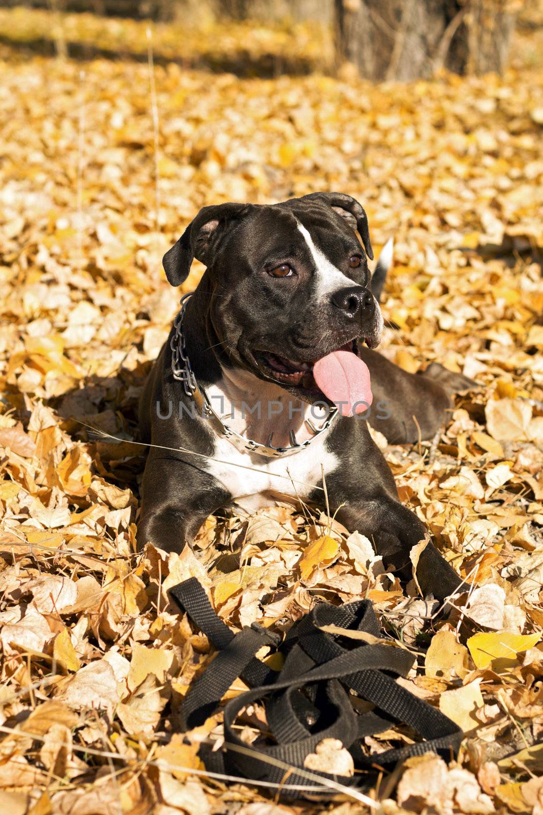 Portrait of the american staffordshire terrier laying on foliage by acidgrey
