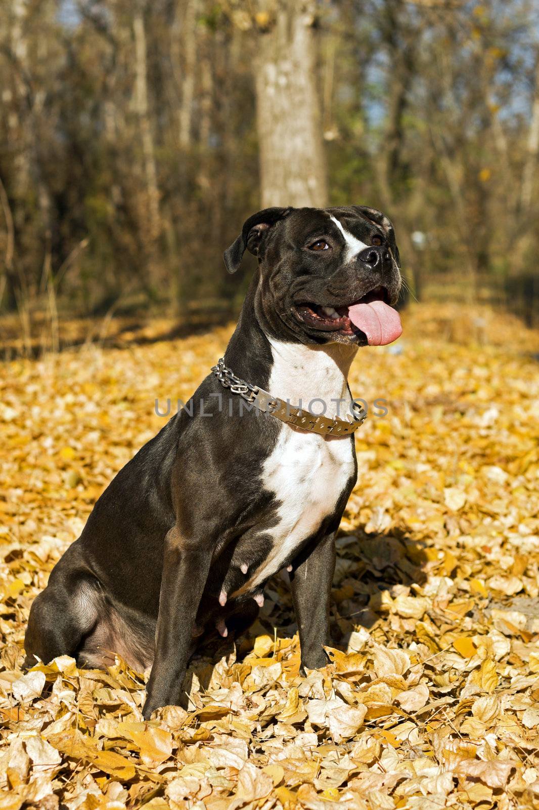 Portrait of the american staffordshire terrier against foliage