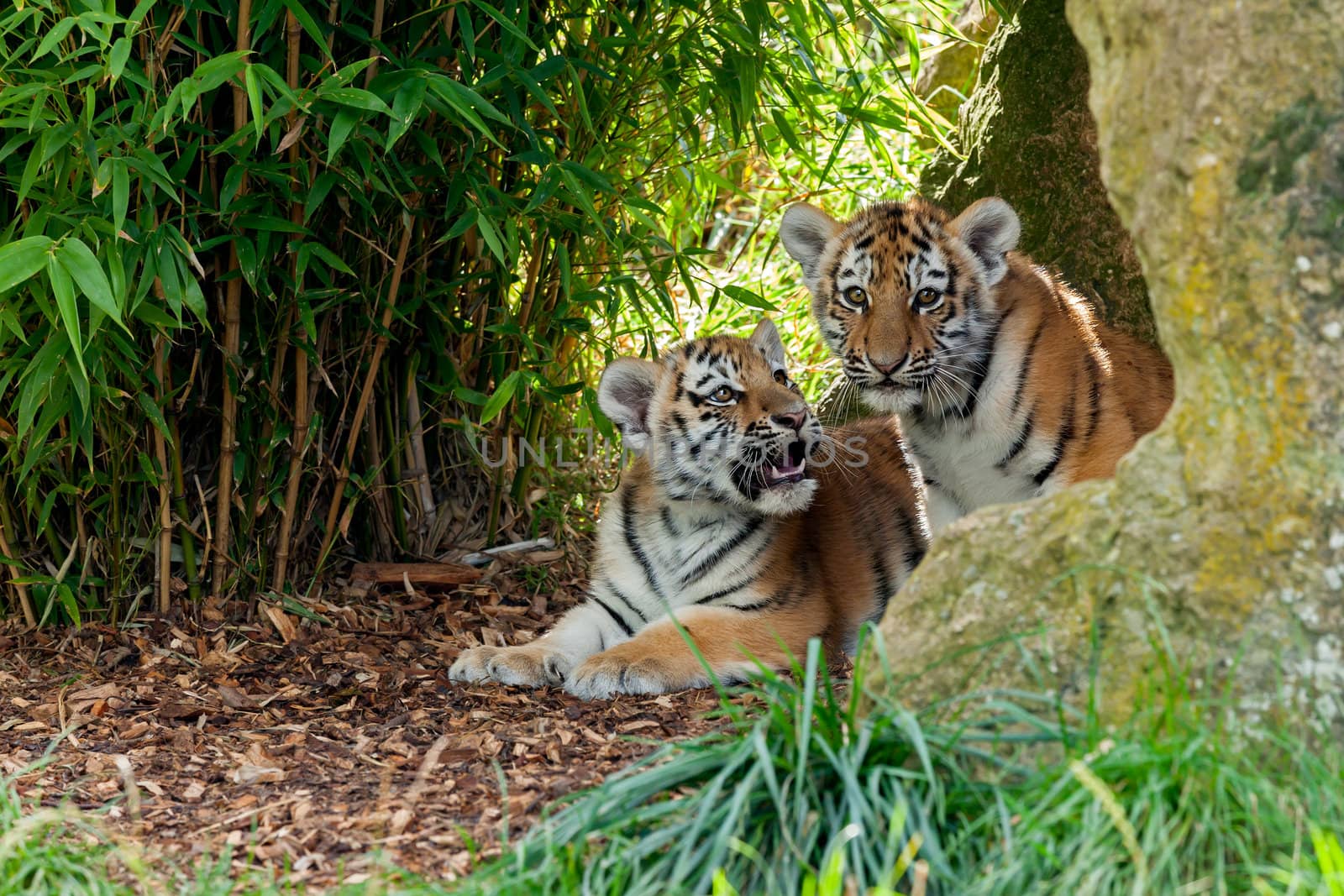 Two Cute Amur Tiger Cubs in Rocky Shelter by scheriton