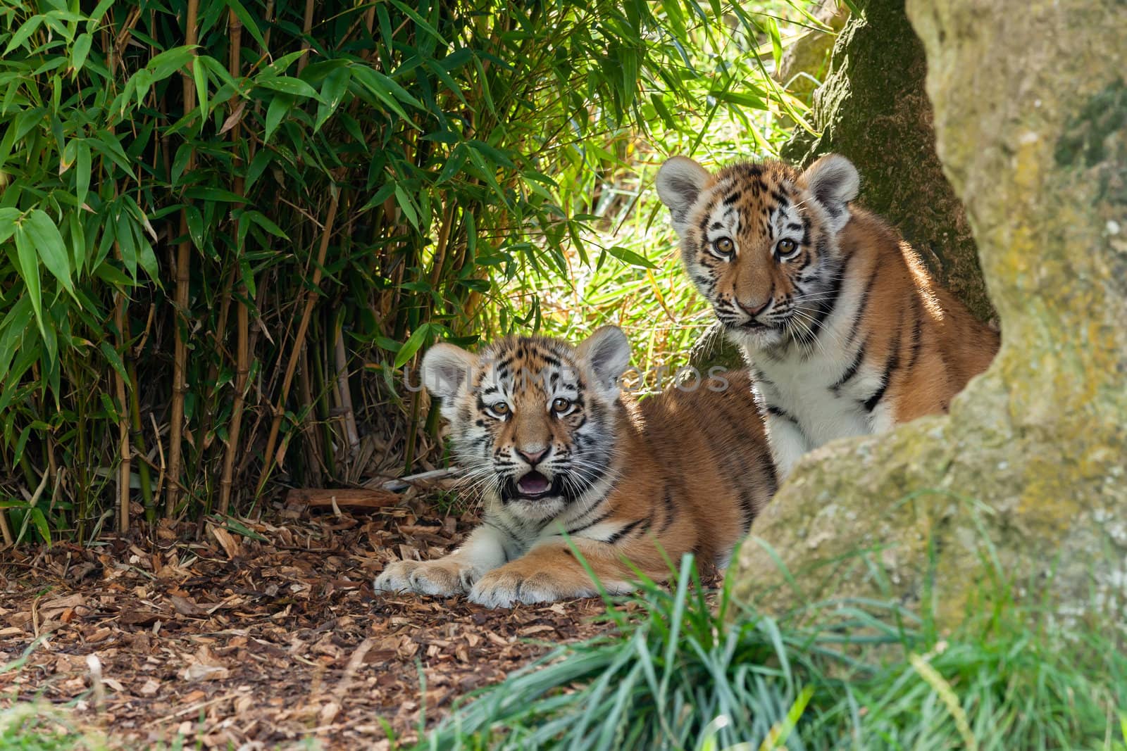 Two Adorable Amur Tiger Cubs Hiding in Shelter by scheriton