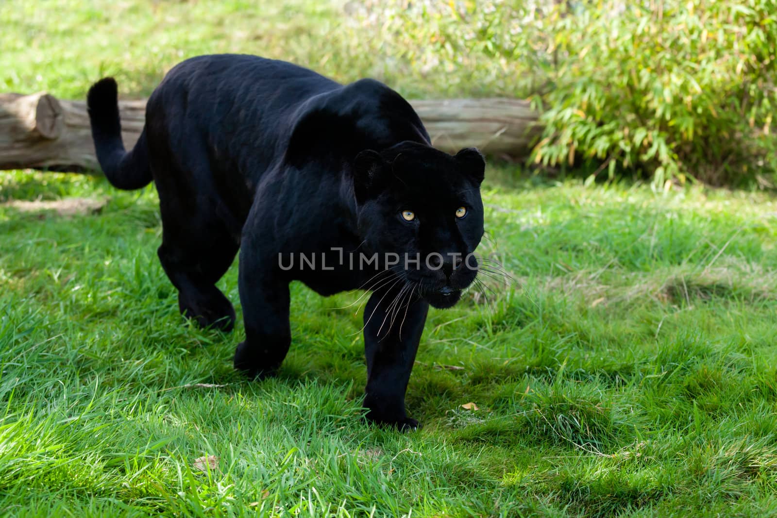 Black Jaguar Stalking through Grass Panthera Onca