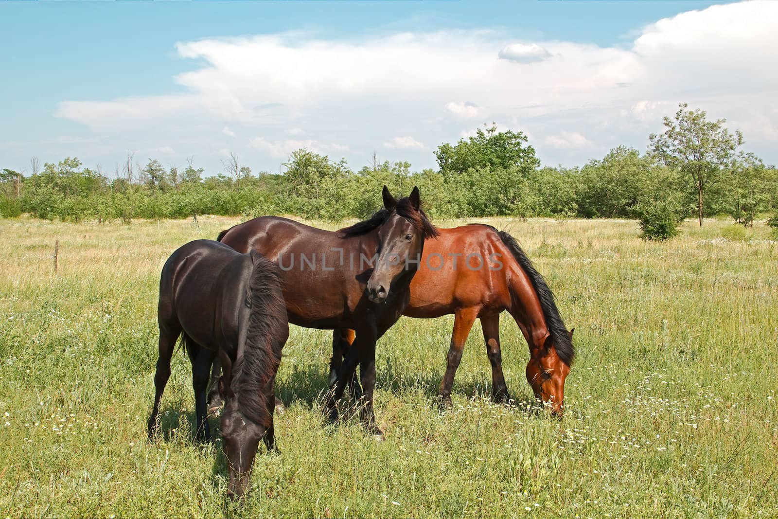 Beautiful horses the grazing on the meadow summer