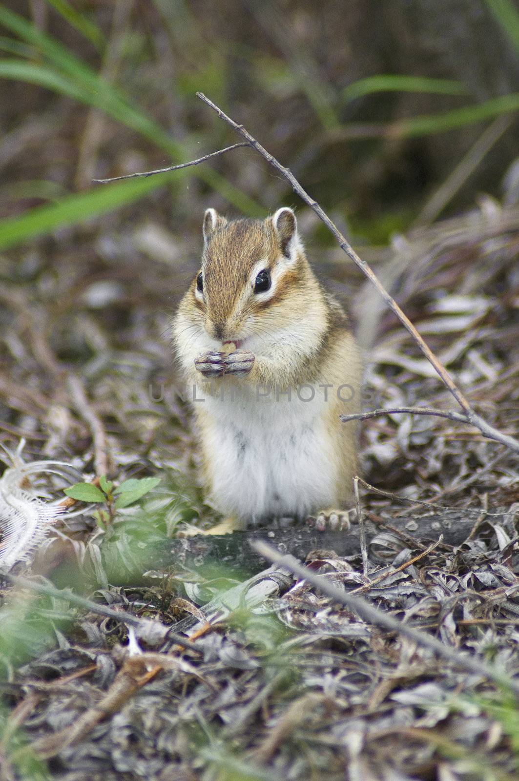 chipmunk gnawing pieces of fish in the woods