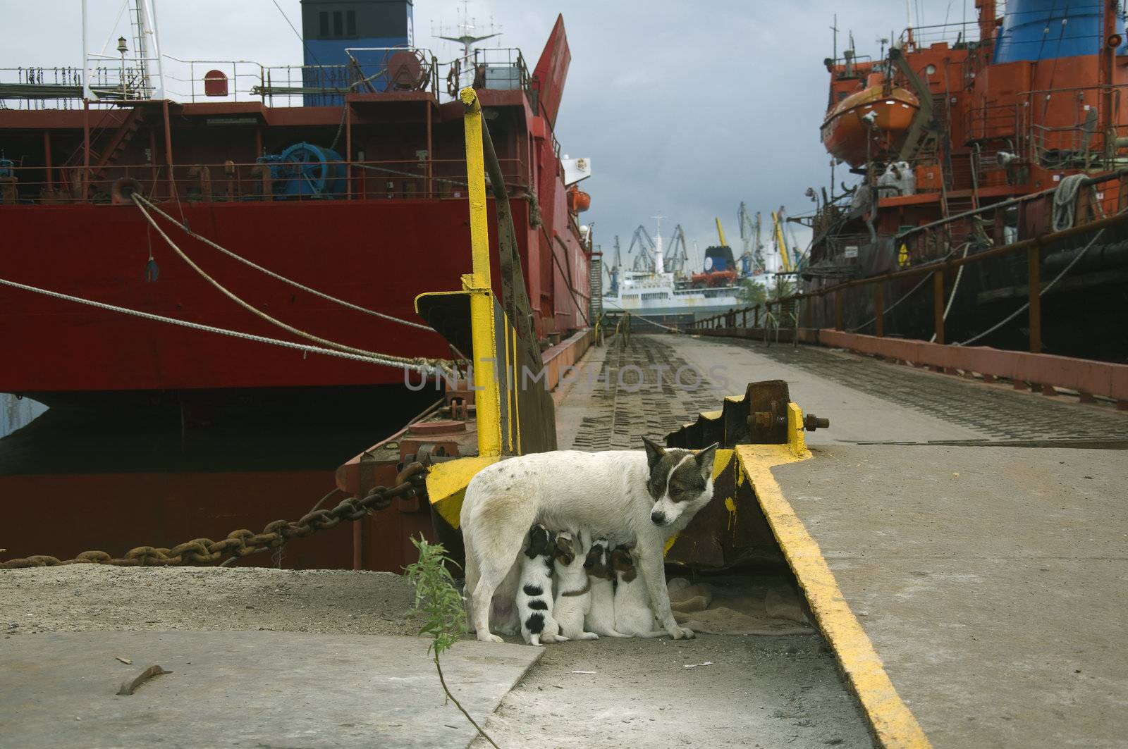 Feed your puppy dog in the sea port