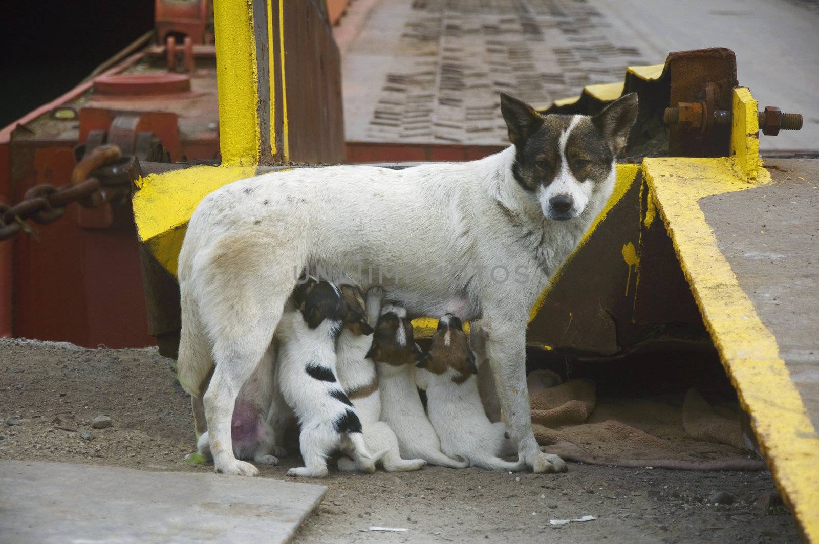 Feed your puppy dog in the sea port