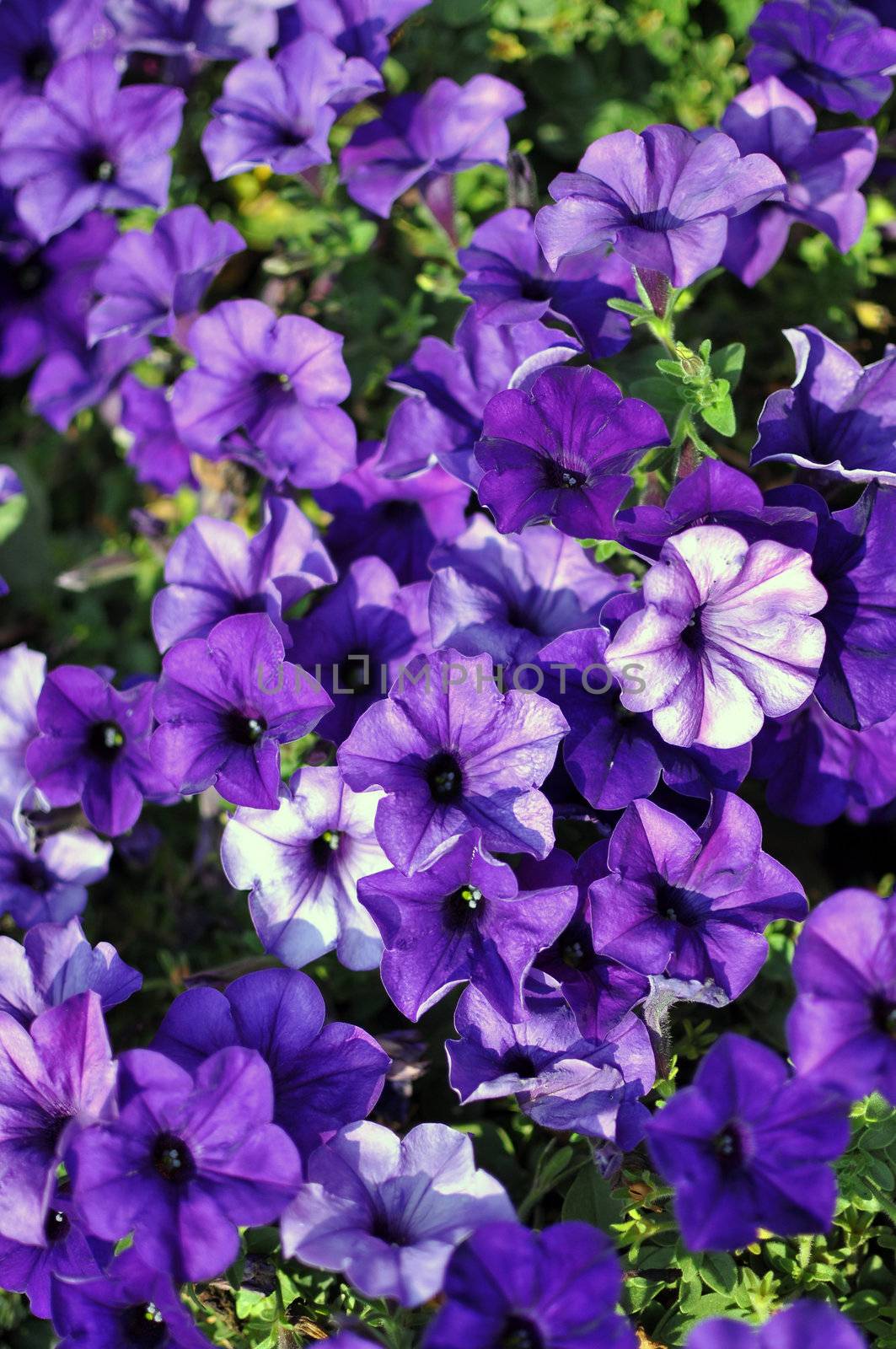 Bloom Purple petunia by TanawatPontchour