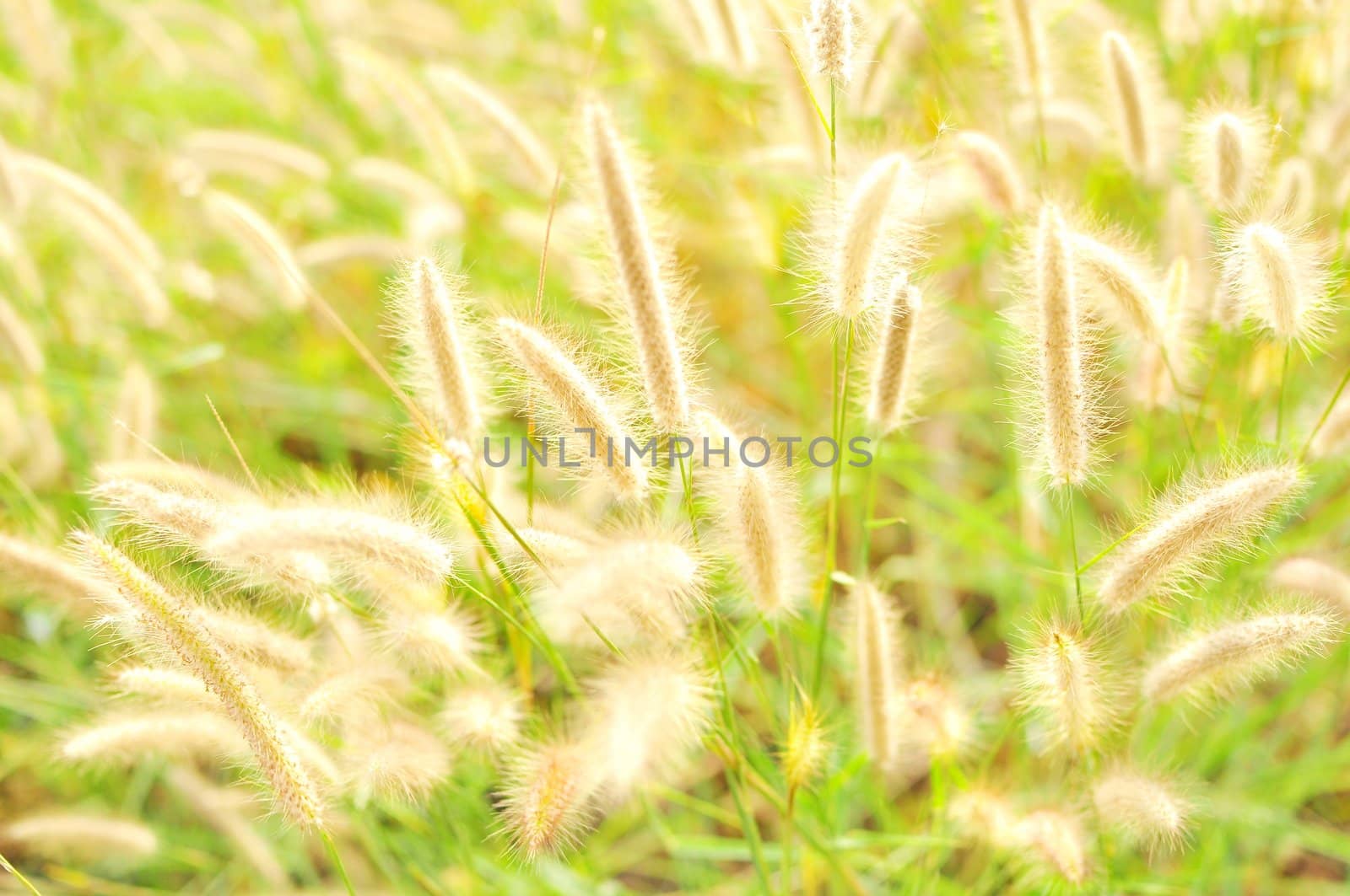 marram grass with a glowing  by TanawatPontchour