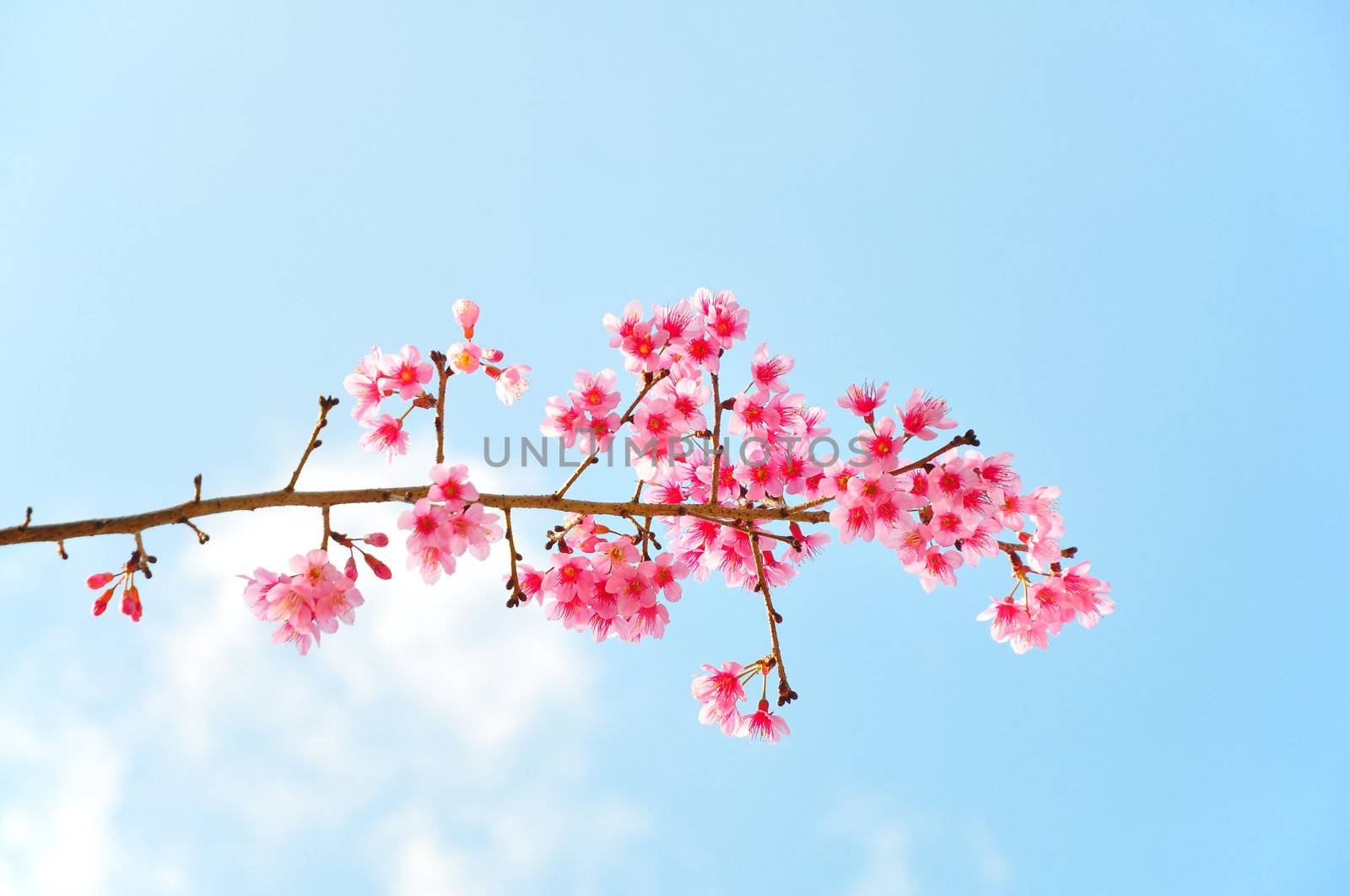 Sweaty Pink flower call Wild Himalayan Cherry by TanawatPontchour