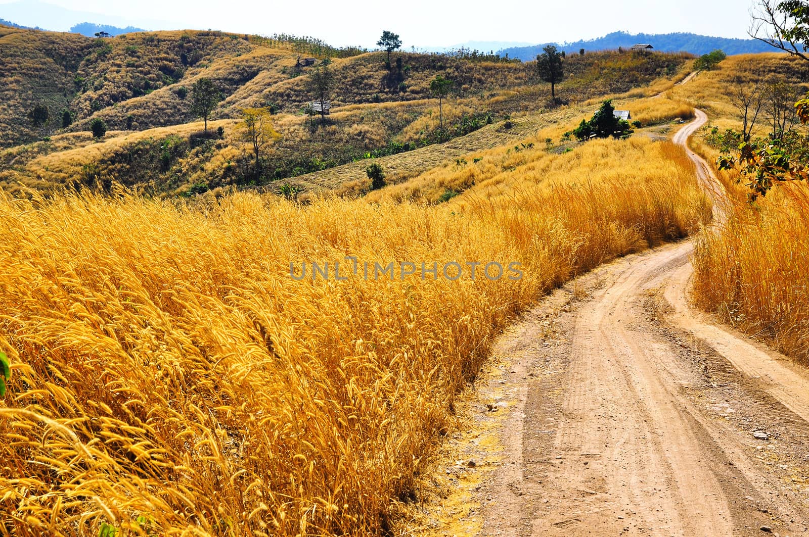 Rural dusty countryside road trough a bald hill with dry grass by TanawatPontchour