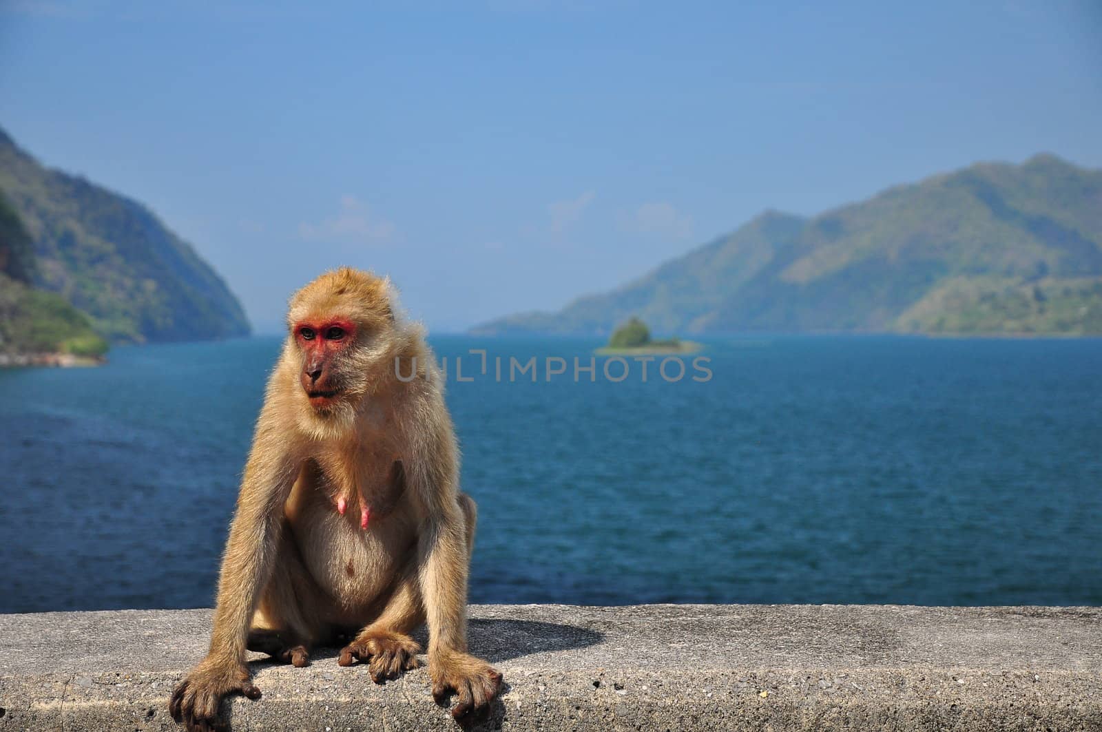 Monkey   sitting on the dam by TanawatPontchour