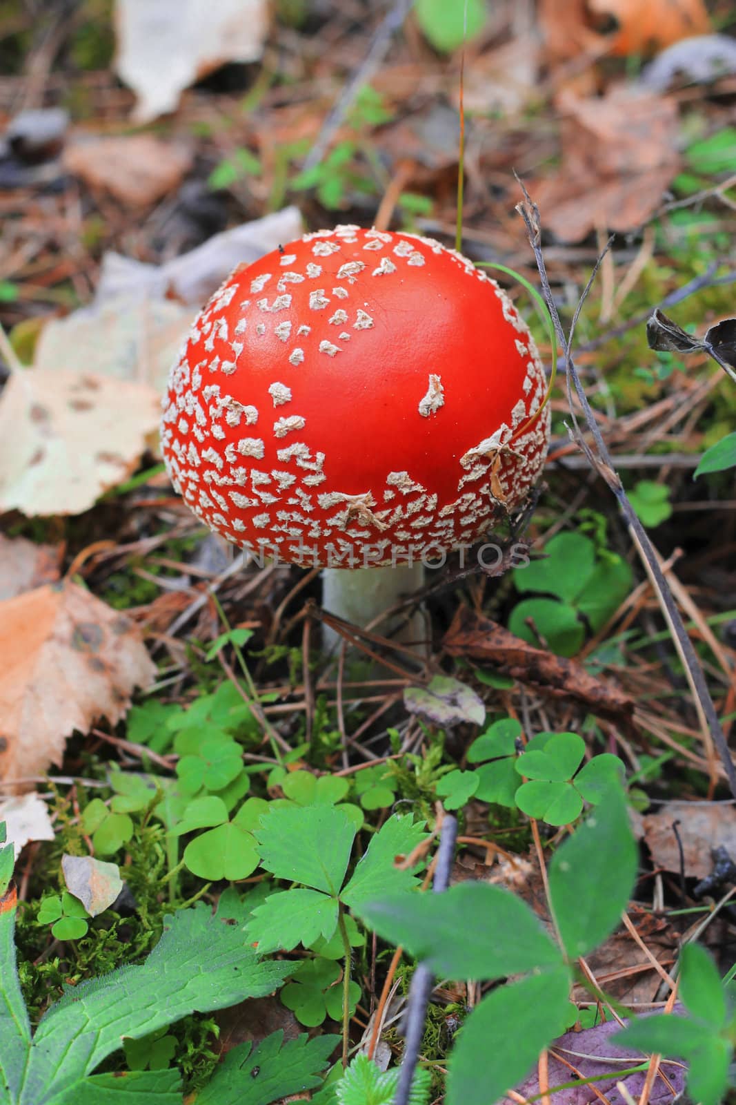 Red poisoned mushroom growing in the summer forest