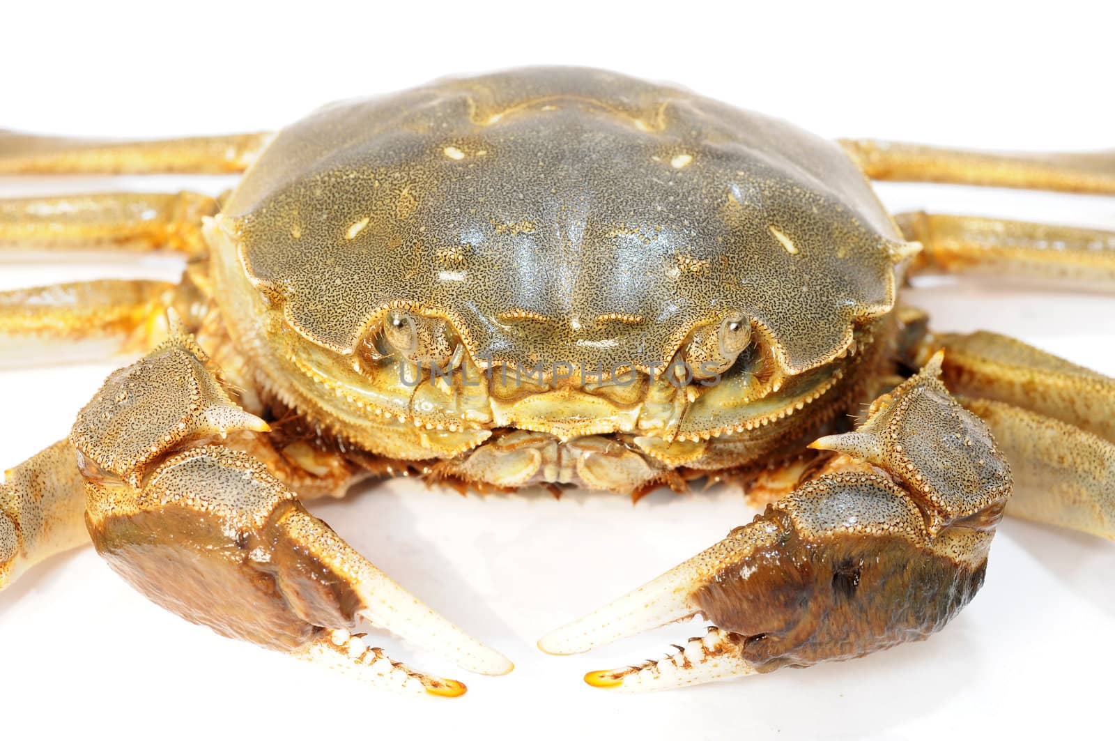 Hairy crab or Chinese mittencrab on a white background