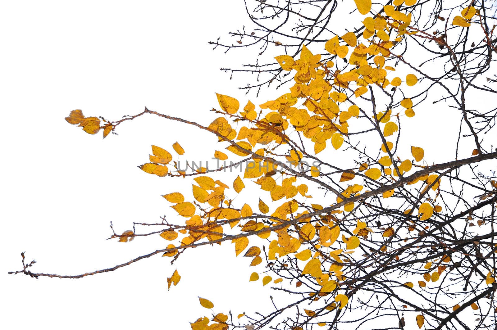 yellow autumn leaves and branch on white background