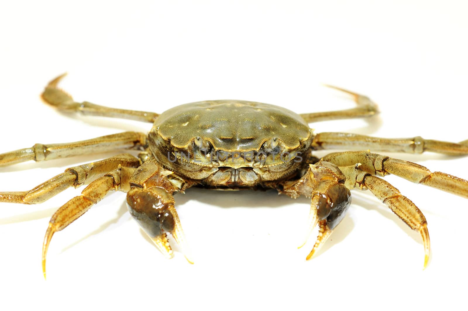 Hairy crab or Chinese mittencrab on a white background
