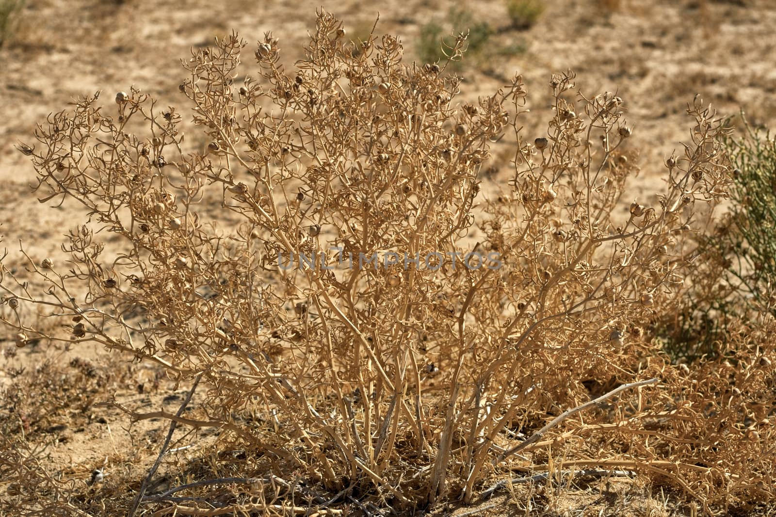Garmaly ordinary grass, dry the seeds in October.