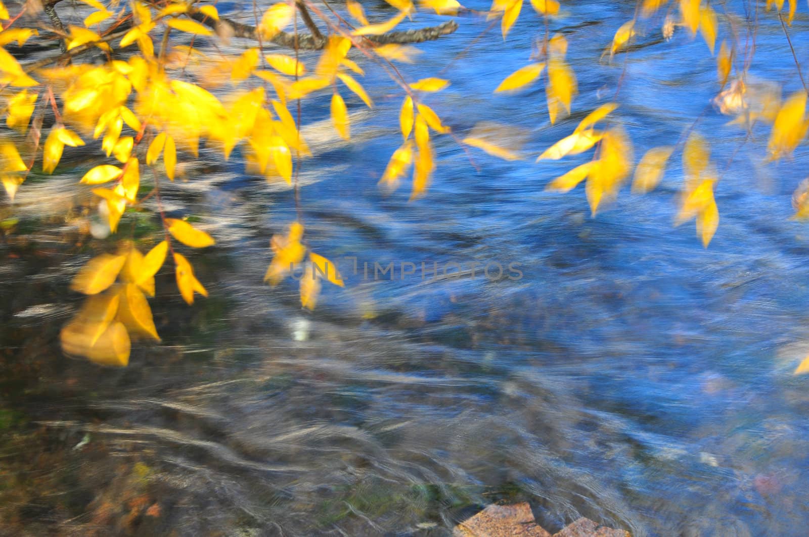 movement of windy autumn leaves on river background by TanawatPontchour