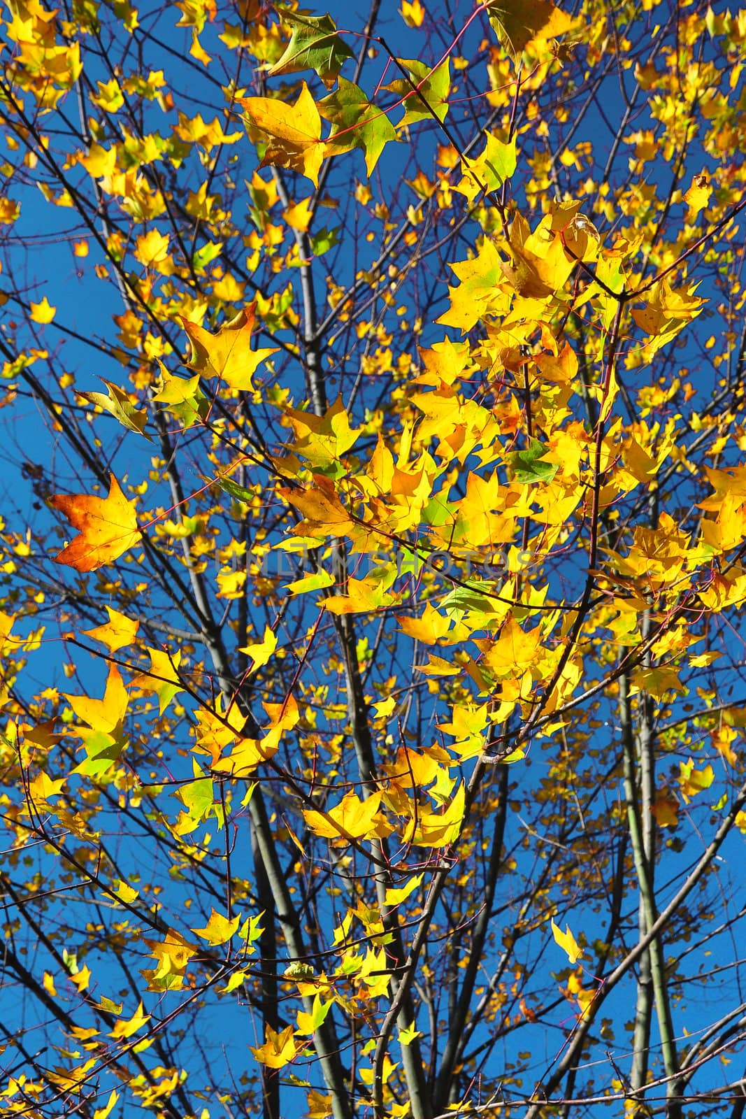 Beautiful yellow autumn maple leaves. Autumn concept. by TanawatPontchour