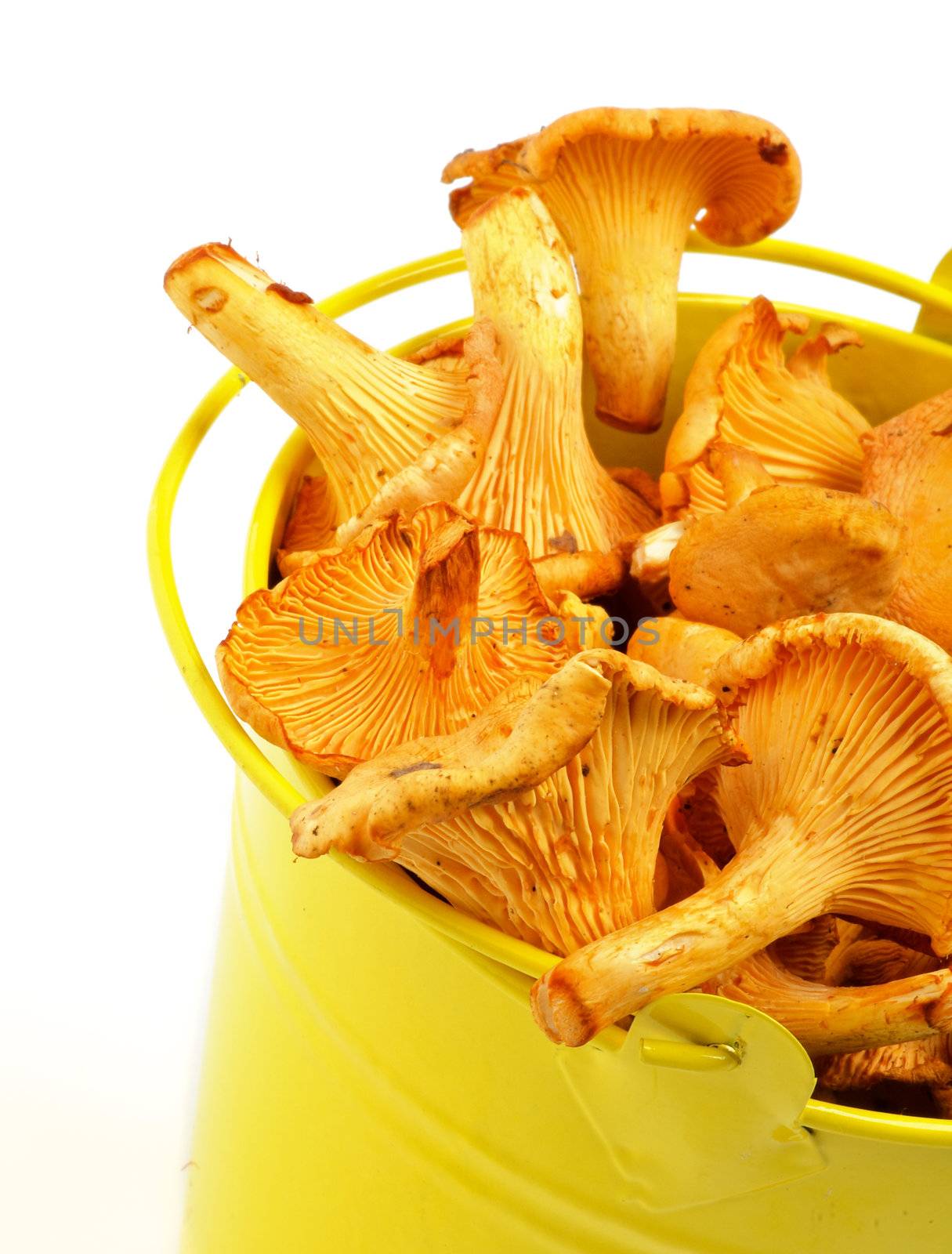 Perfect Raw Chanterelles in Yellow Tin Bucket closeup isolated on white background