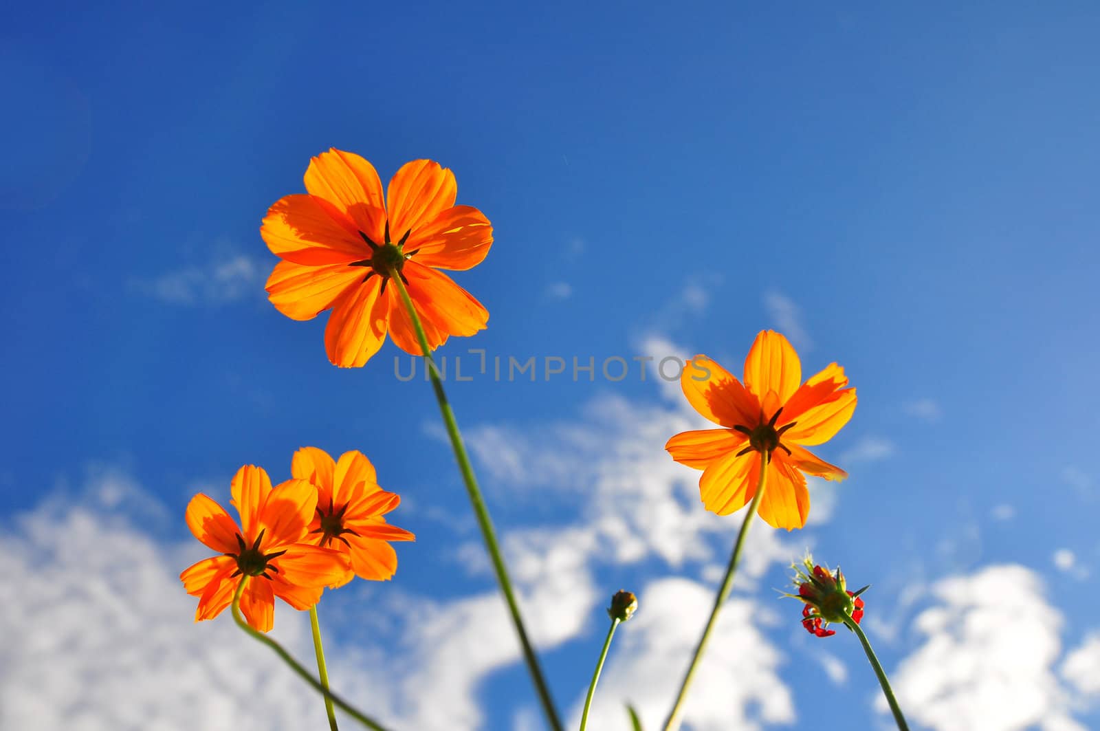 Orange Cosmos flower and blue sky