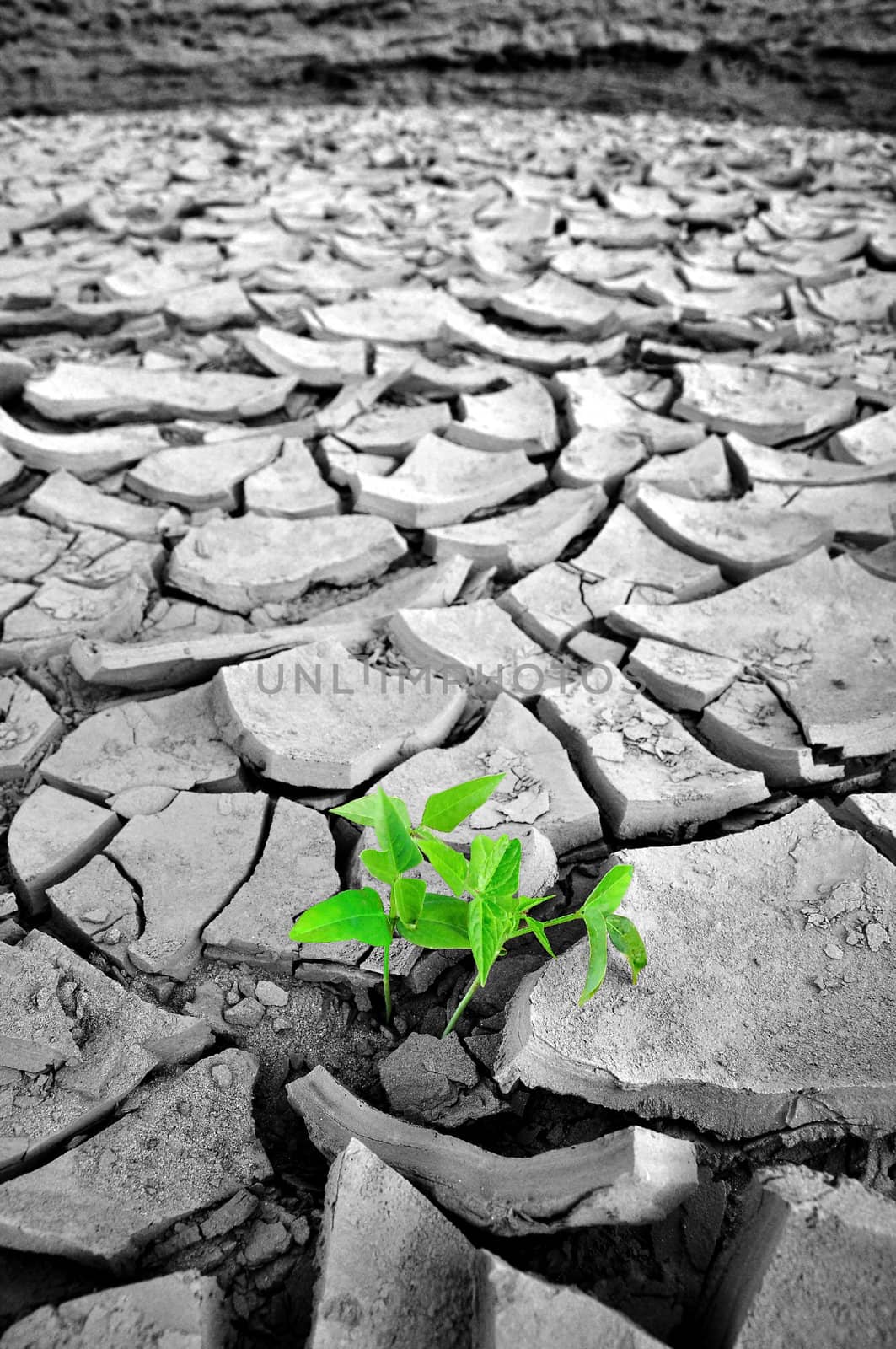 Green Sprout growing in dried land by TanawatPontchour