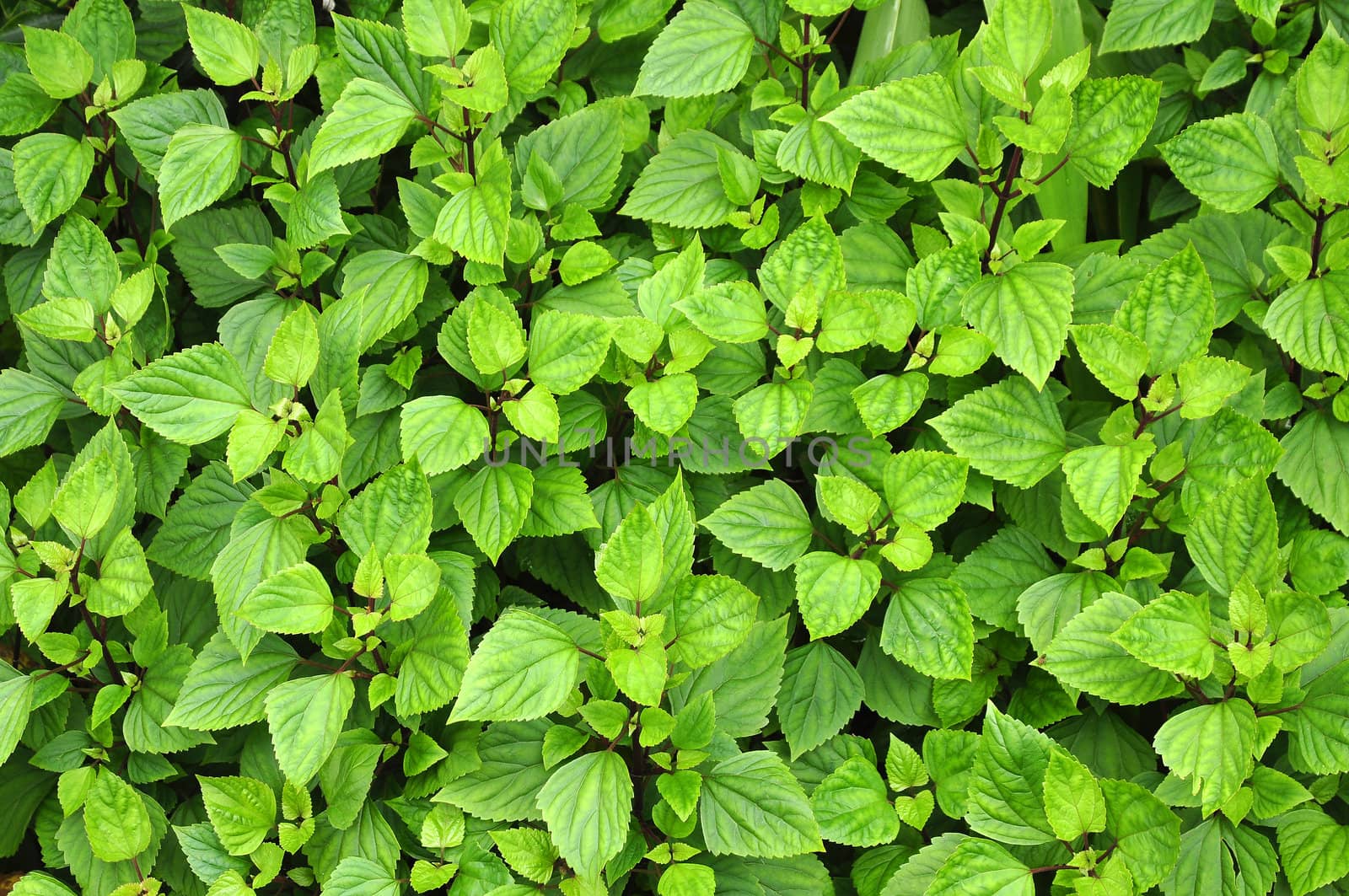 Green serrated  leaves by TanawatPontchour