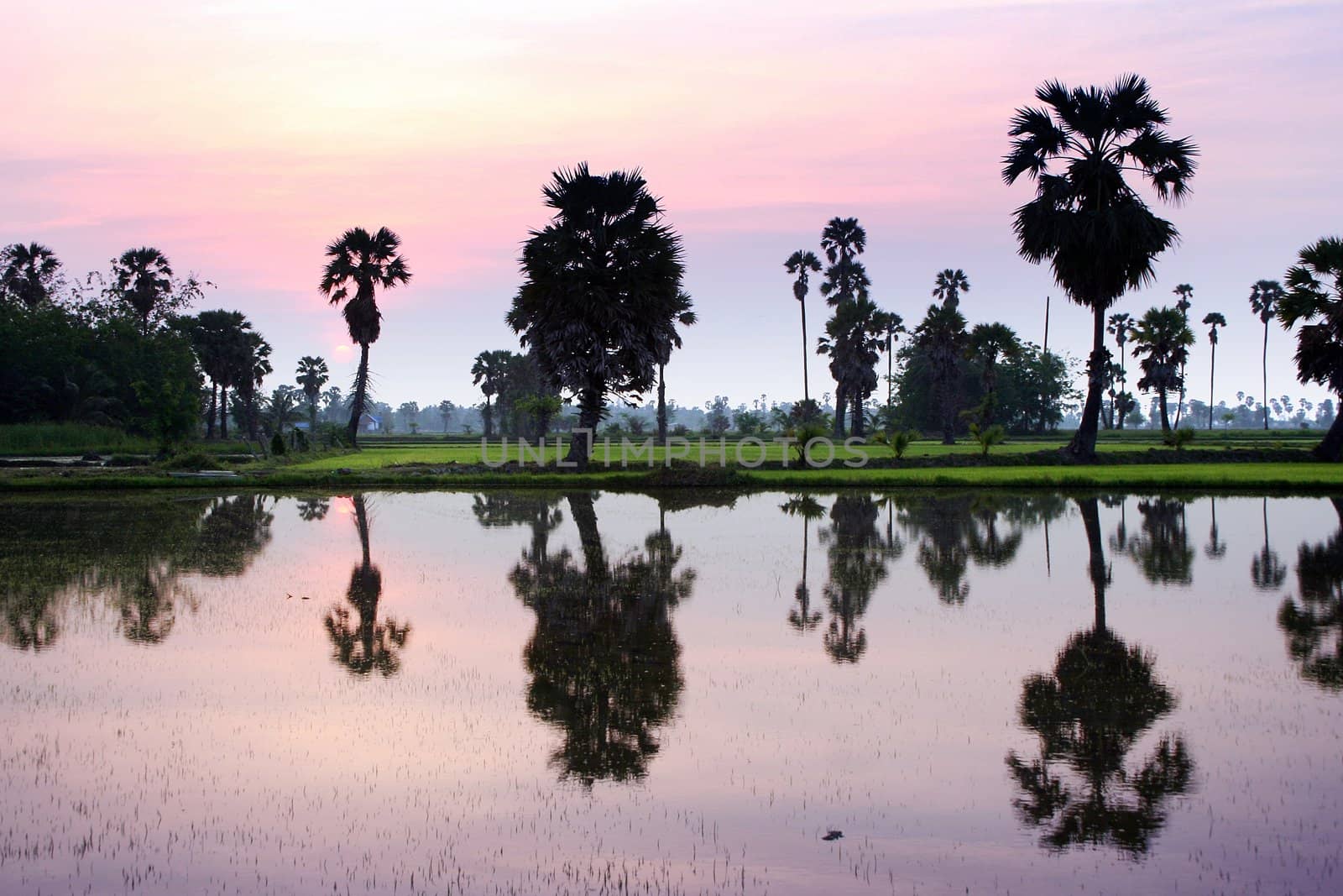 Sugar palm trees in the field ,thailand by TanawatPontchour