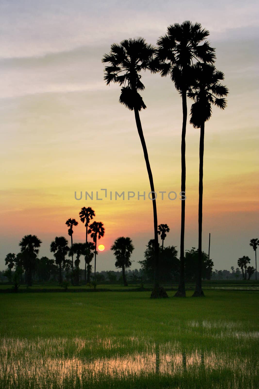 silhouette of sugar palm tree on rice field