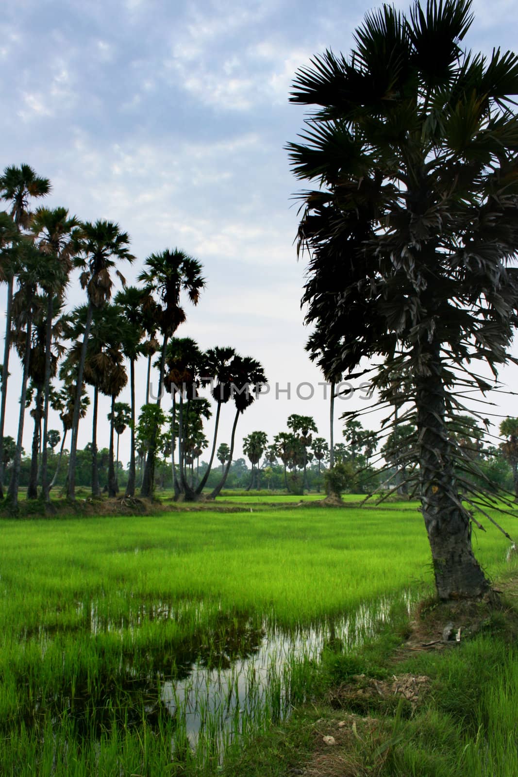  sugar palm tree on rice field