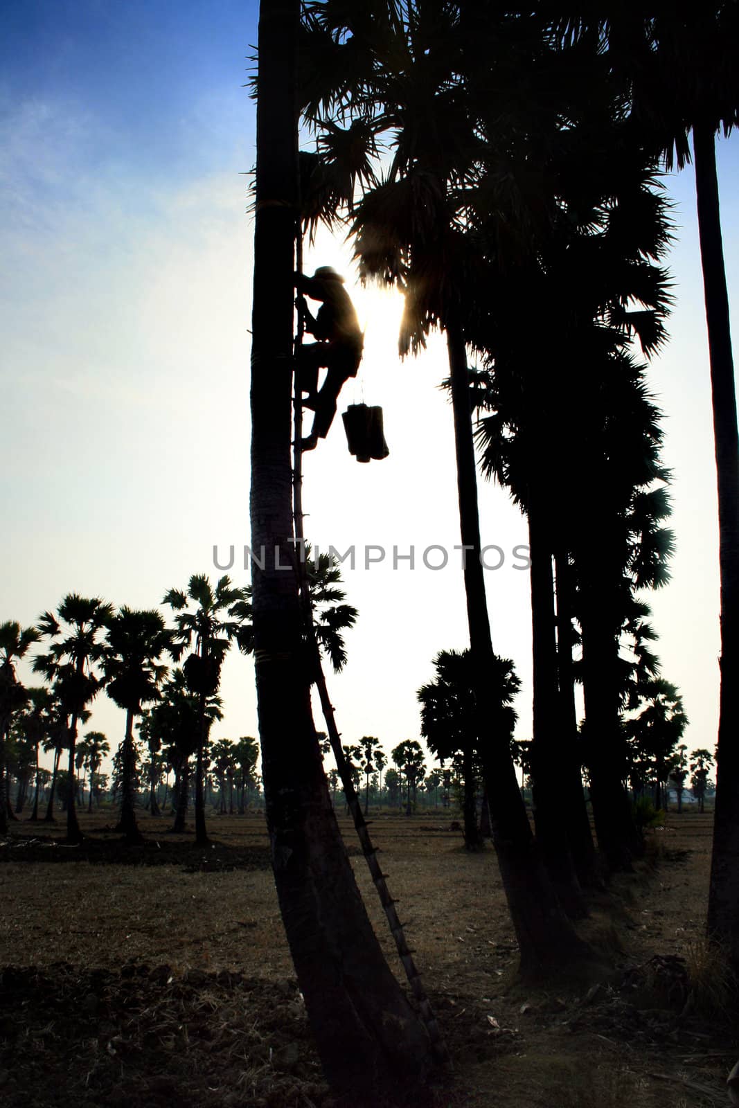 silhouette of man collecting nectar of sugar  palm tree